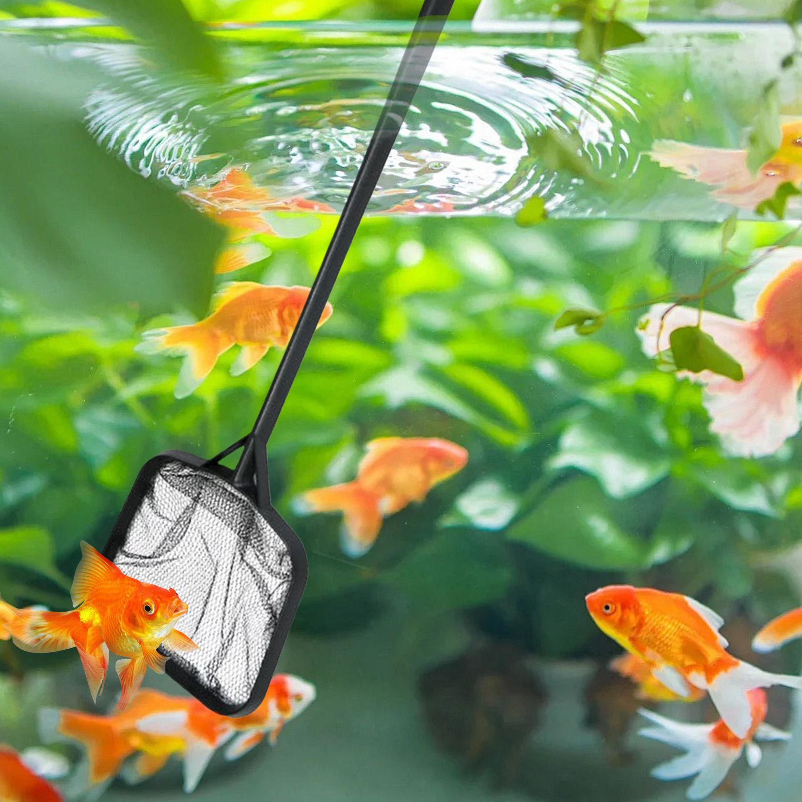 شبكات تنظيف حمامات السباحة، شب - مراجعة Aquarium Fish Breeding وسعره