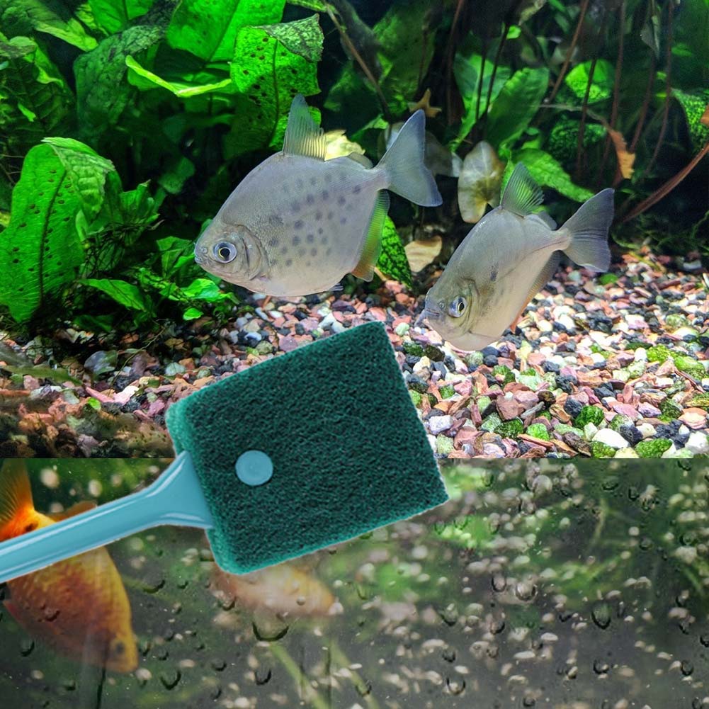 منظف إسفنجي مزدوج الجوانب لحوض - مراجعة Cleaner Fish Aquarium وسعره