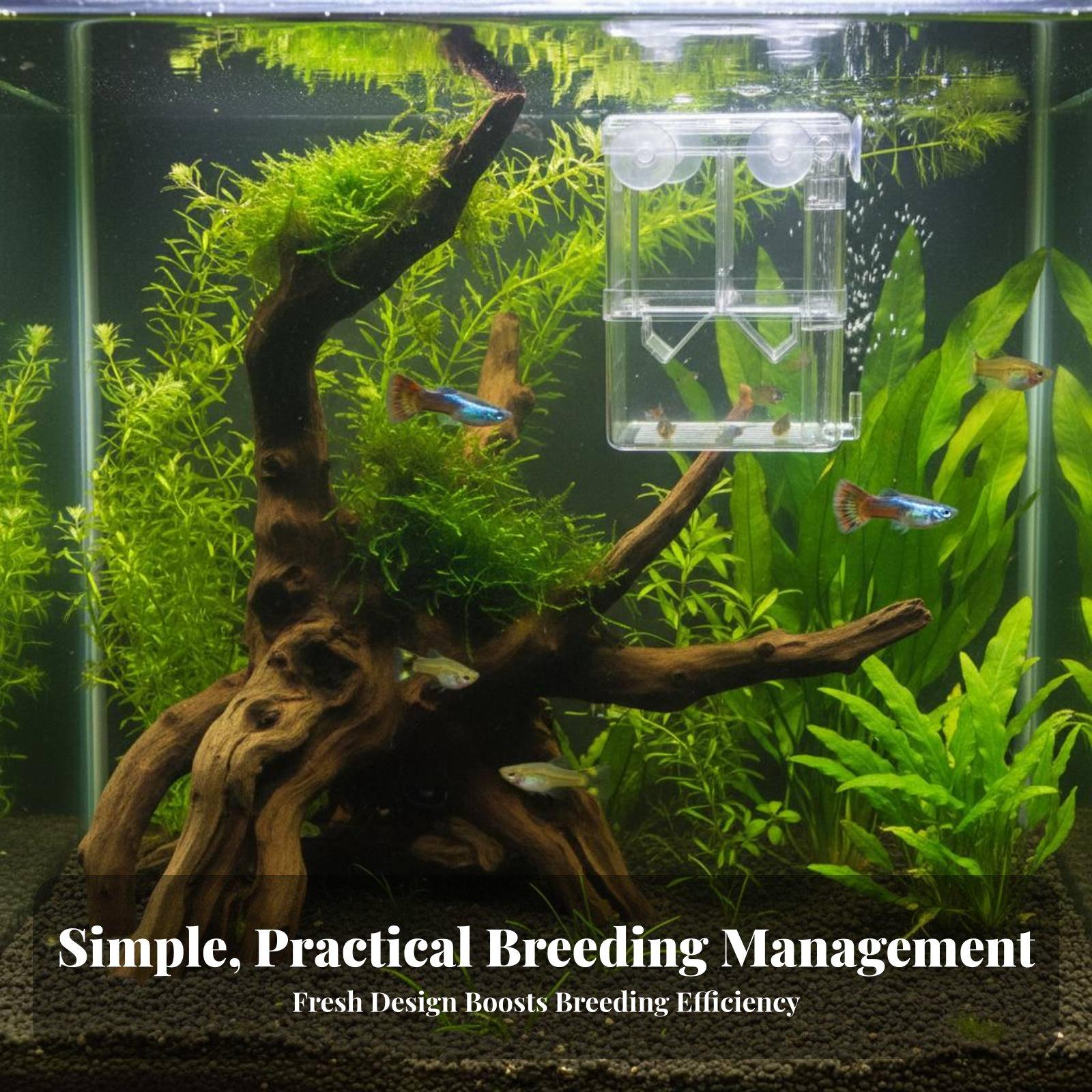 حوض تربية مزدوج الطبقات لأسماك - مراجعة Aquarium Fish Breeding وسعره