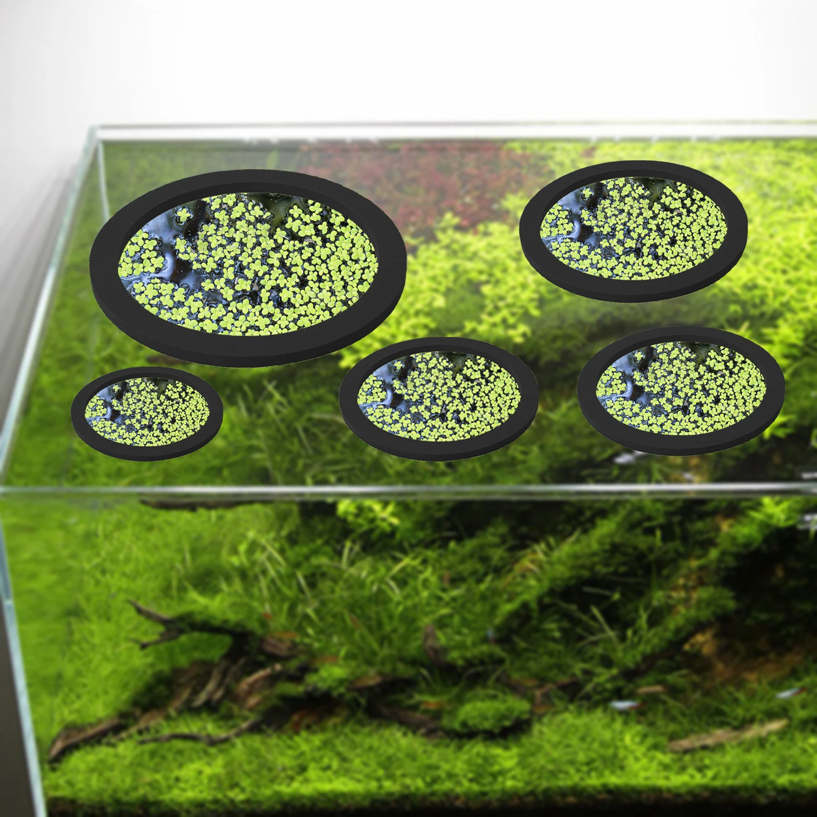 5 قطعة إيفا الأسماك تغذية حلقة - مراجعة Aquarium Fish Types وسعره