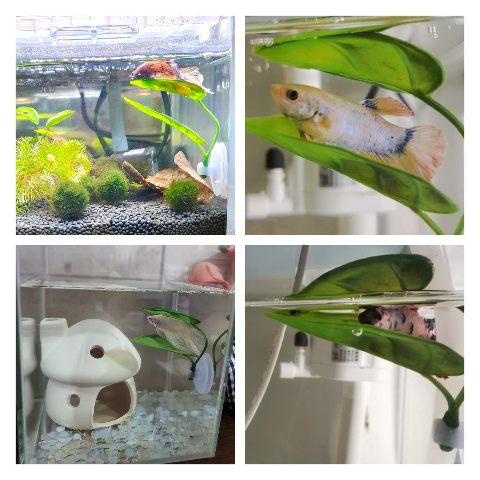 الحيوانات الأليفة خزان الأسماك - مراجعة Aquarium Fish Games وسعره