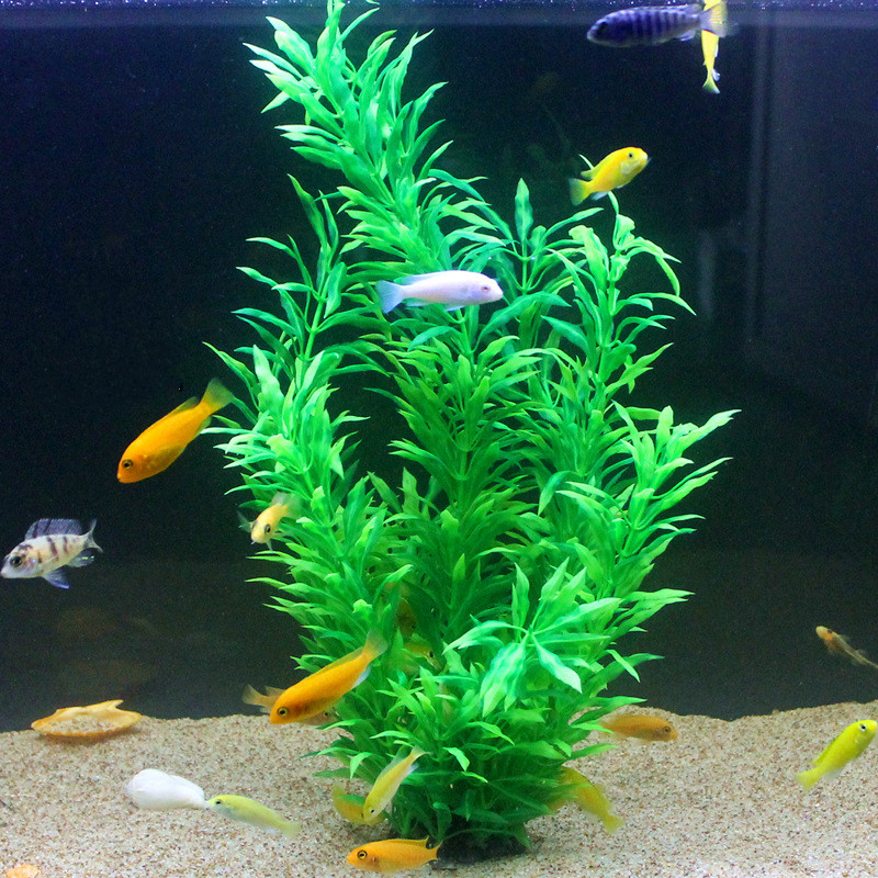 نباتات اصطناعية نادرة لأحواض ا - مراجعة Aquarium Fish Breeding وسعره